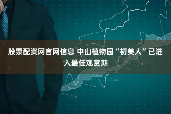 股票配资网官网信息 中山植物园“初美人”已进入最佳观赏期